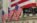 stock-wall-street-flags-adobe.jpg